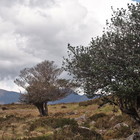 2014-05-20 Killarney - Black Valley #5