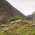 2014-05-21 Black Valley - Lough Acoose #3