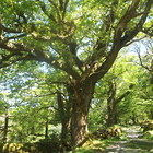 2014-05-28 Kenmare - Killarney #4