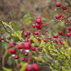 2014-11-12 Stow-on-the-Wold - Winchcombe #1