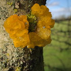 2014-11-12 Stow-on-the-Wold - Winchcombe #2