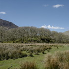 2023-04-20 Buttermere - Whinlatter Forest #3