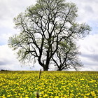 2017-05-28 Bampton Grange - Orton #1