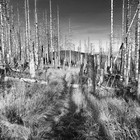 2024-11-03 Schierke - Zeterklippen - Ilsenburg #2