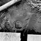 2024-11-03 Schierke - Zeterklippen - Ilsenburg #4