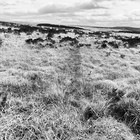 2025-03-29 Moorland (Fan Fawr) #2