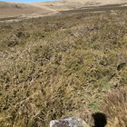 2025-04-11 Postbridge - Grey Wethers #3