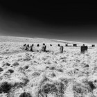 2025-04-11 Postbridge - Grey Wethers #6