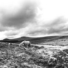 2025-04-14 Princetown - Cramber Tor #4